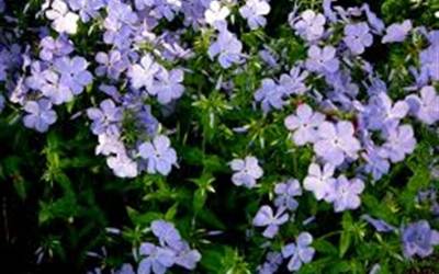 Buy Shade Loving Perennials Online