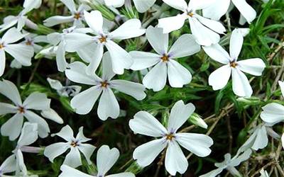 Buy Phlox subulata - Creeping Phlox Online