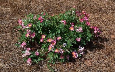 Buy Long Blooming Shrubs Online