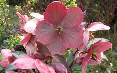 Buy Helleborus - Lenten Rose Online