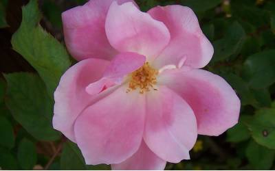 Buy Hedge Roses  Online