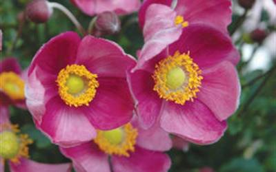 Buy Anemone - Windflower Online