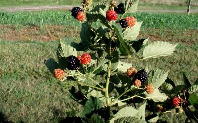 Buy Fruit Bushes & Berry Plants Online