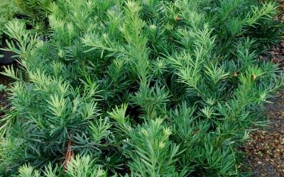 Buy Yew Shrubs Online