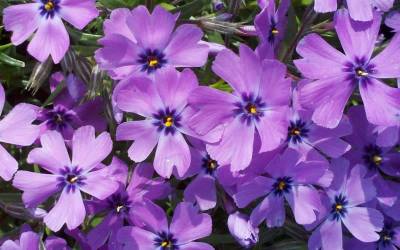 Buy Evergreen Perennials Online