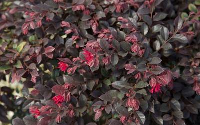 Shop Purple Daydream Loropetalum - 2.5 Quart Shop Purple Daydream Loropetalum - 2.5 Quart