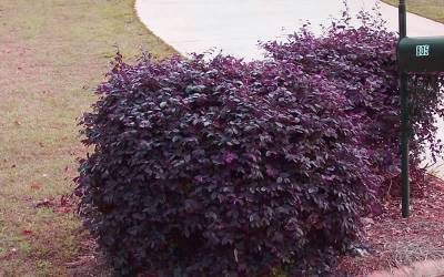 Buy Shrubs for Espalier Online