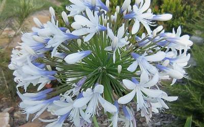 Shop Queen Mum Agapanthus - 2 Gallon Shop Queen Mum Agapanthus - 2 Gallon