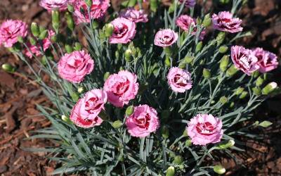 Shop Raspberry Surprise Dianthus - 2.5 Quart Shop Raspberry Surprise Dianthus - 2.5 Quart