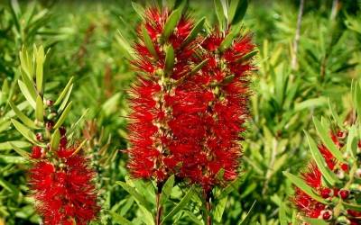 Buy Hummingbird Attracting Shrubs Online