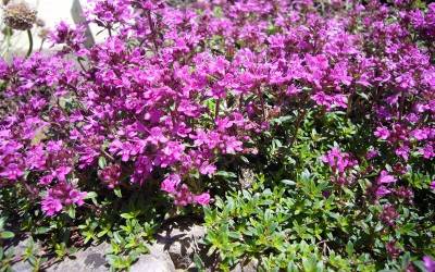 Buy Thymus - Creeping Thyme Online