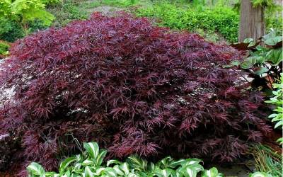 Buy Japanese Maples 1-5 Feet Online