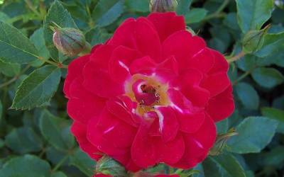 Buy Drift Groundcover Rose Series Online