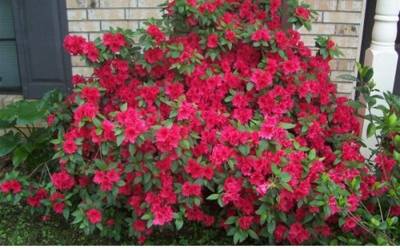 Buy Southern Indica Azalea Hybrids Online