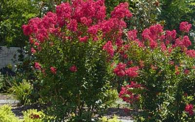 Buy Long Blooming Trees Online