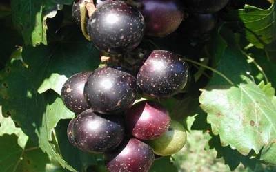 Buy Vines For Arbors & Fences Online