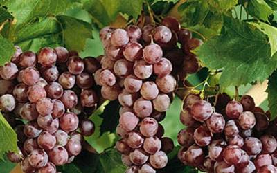 Buy Grapes Online