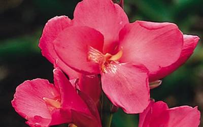 Buy Canna Lily Online