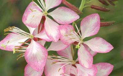 Buy Gaura - Wandflower Online