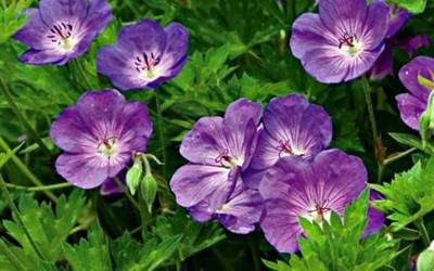 Buy Geranium - Cranesbill Online