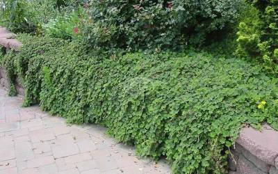 Buy Xeriscape And Drought Tolerant Vines Online