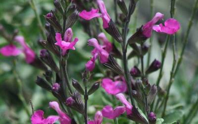 Buy Perennials for Attracting Hummingbirds Online