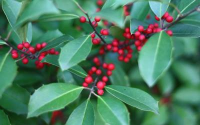 Buy Berry Producing Shrubs Online