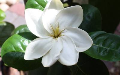 Buy Gardenia Shrubs Online