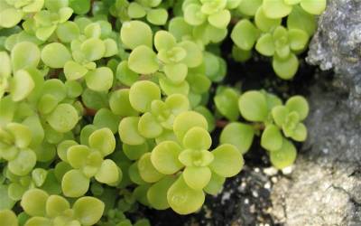 Buy Groundcover Plants For Under Shade Trees Online