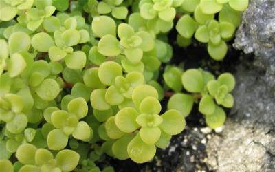 Buy Sedums Online