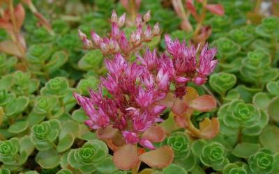 Buy Sedum - Stonecrop Online