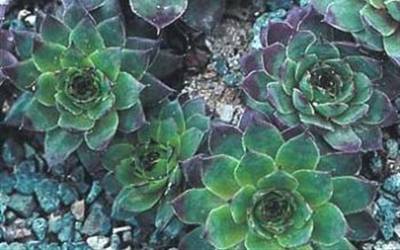 Buy Deer Resistant Groundcover Plants Online