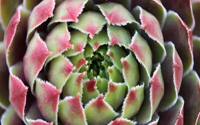 Buy Sempervivum - Hen & Chicks Online