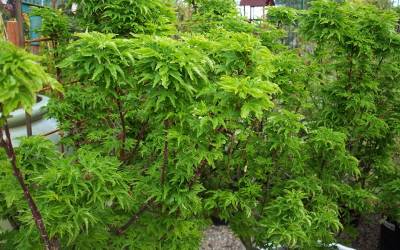 Buy Japanese Maples - Upright Online