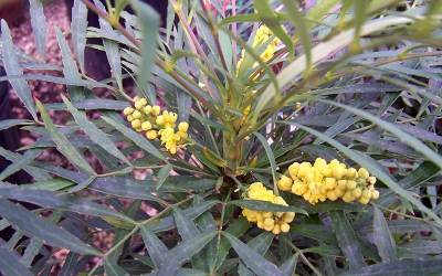 Buy Mahonia Shrubs Online