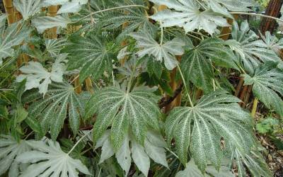 Buy Fatsia - Japanese Aralia Online