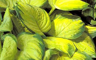 Buy Hosta Lily Online