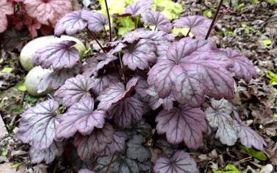 Buy Heuchera - Coral Bells / Alumroot Online