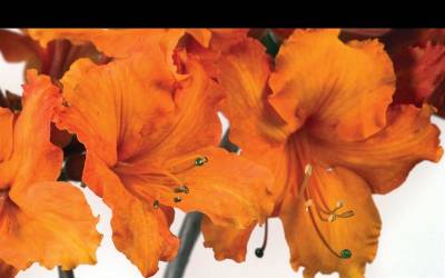 Buy Perennials for Cut Flowers & Foliage Online