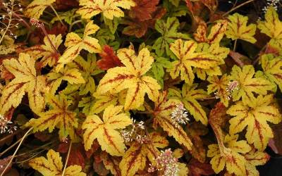 Buy Heucherella - Foamy Bells Online