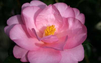 Buy Hybrid Camellias Online