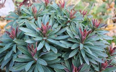 Buy Euphorbia - Spurge Online