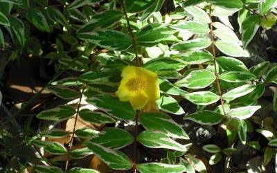 Buy Hypericum - St. John’s Wort Online