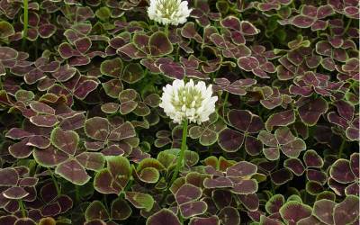 Buy Dutch Clover - Perennial Online