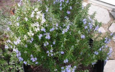 Buy Rosemary Shrubs Online