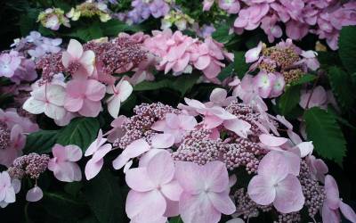 Buy Endless Summer Hydrangea Series Online