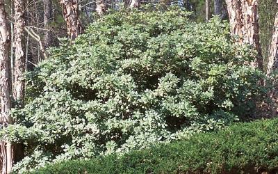 Buy Variegated Shrubs Online