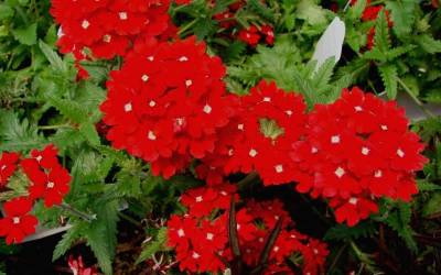 Buy Verbena - Perennial Online