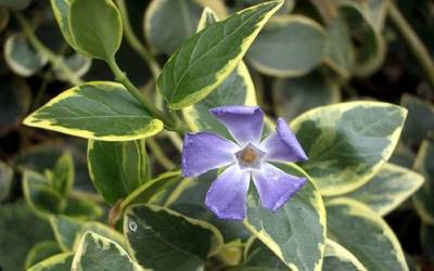 Buy Shade Loving Groundcover Plants Online