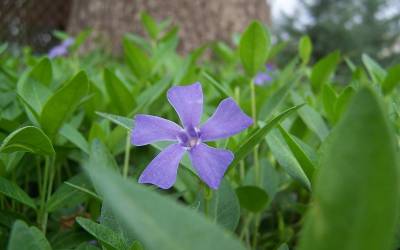 Buy  Large Area Covering Groundcover Plants Online